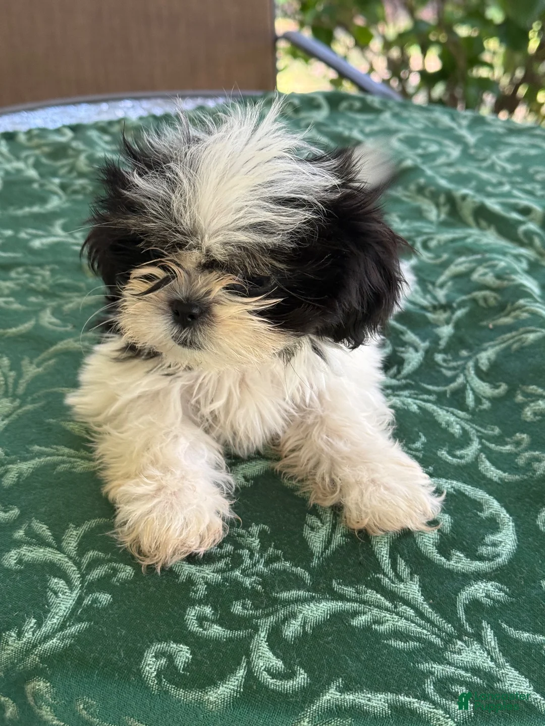 Shih Tzu dogs for sale: LEIA - Ad 1