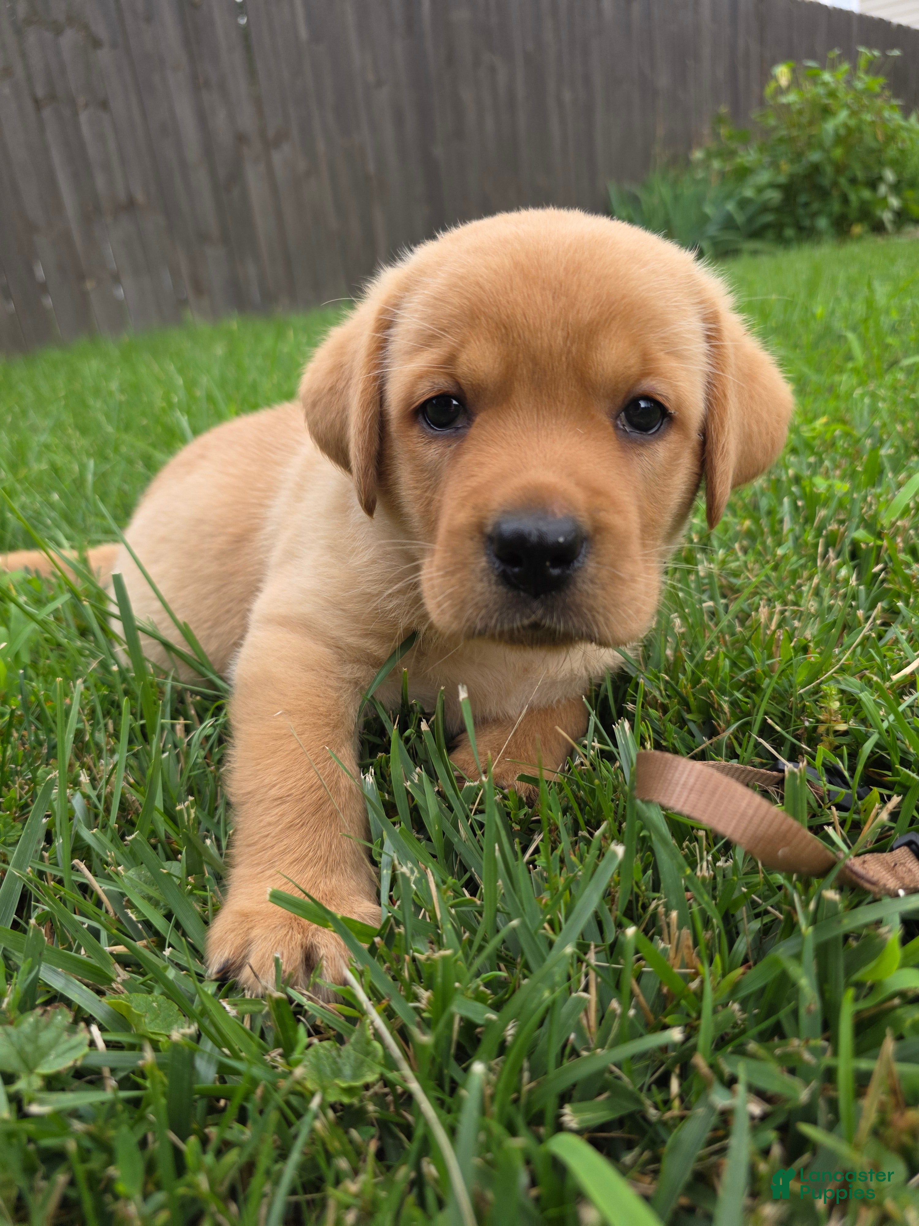 Labrador Retriever dogs Harlen 🤎 Fox Red English Lab  - Ad 1