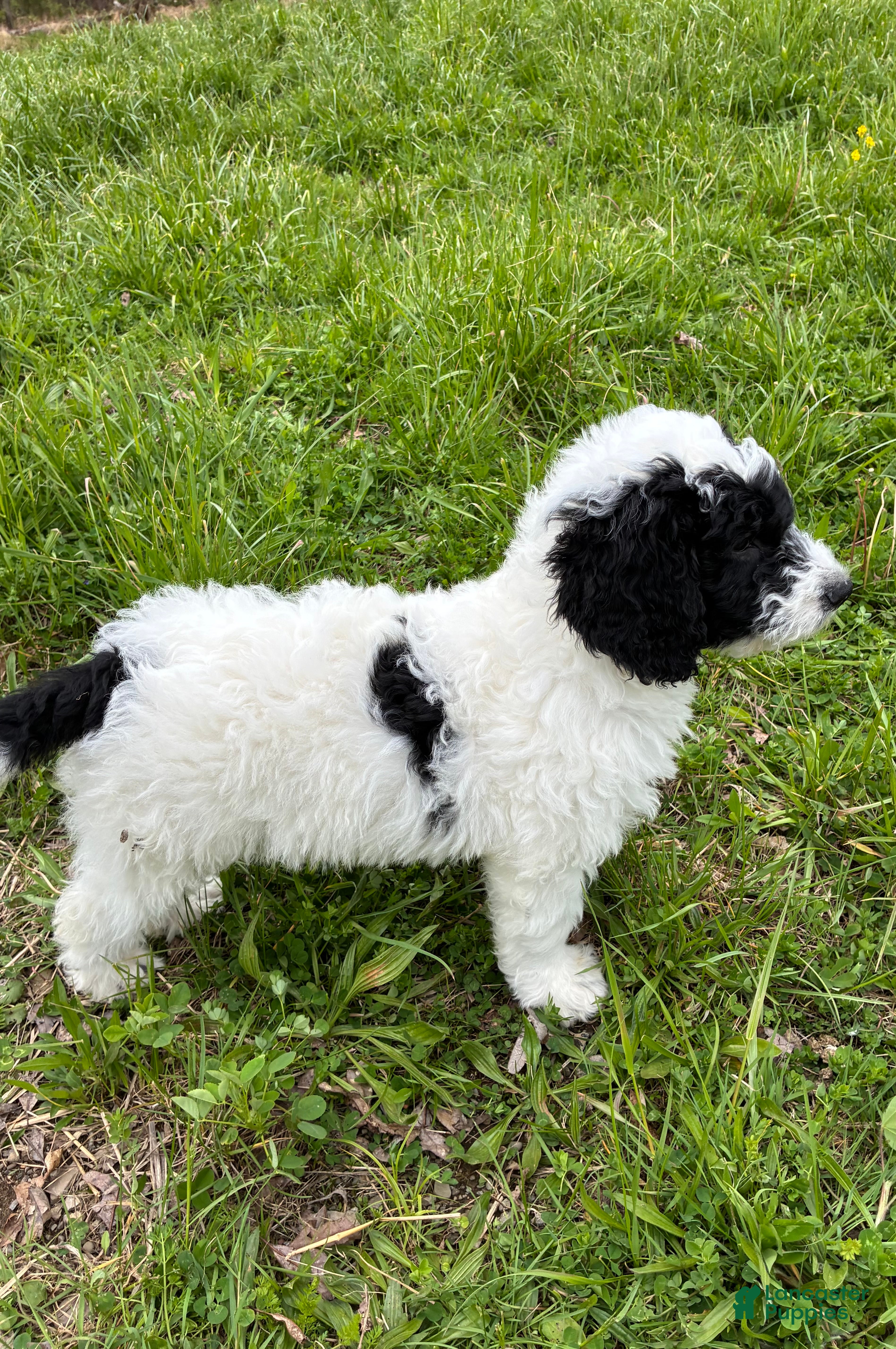 Bernedoodle dogs Bernedoodle Boy Spike - Ad 2