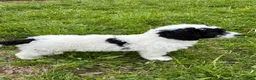 Bernedoodle dogs for sale: Bernedoodle Boy Spike - Ad 2
