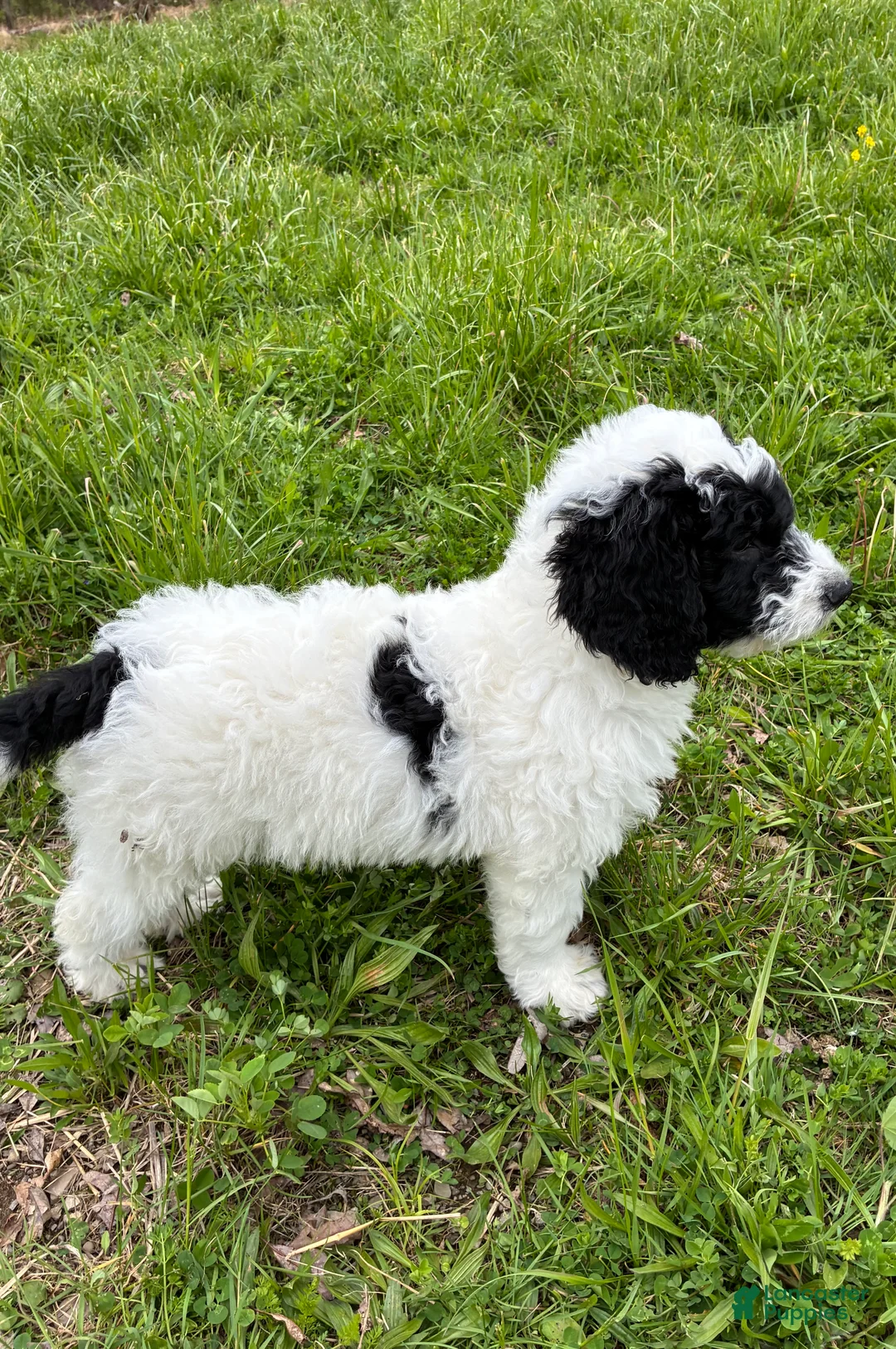 Bernedoodle dogs for sale: Bernedoodle Boy Spike - Ad 2