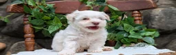 Havanese dogs for sale: Nemo - Ad 10