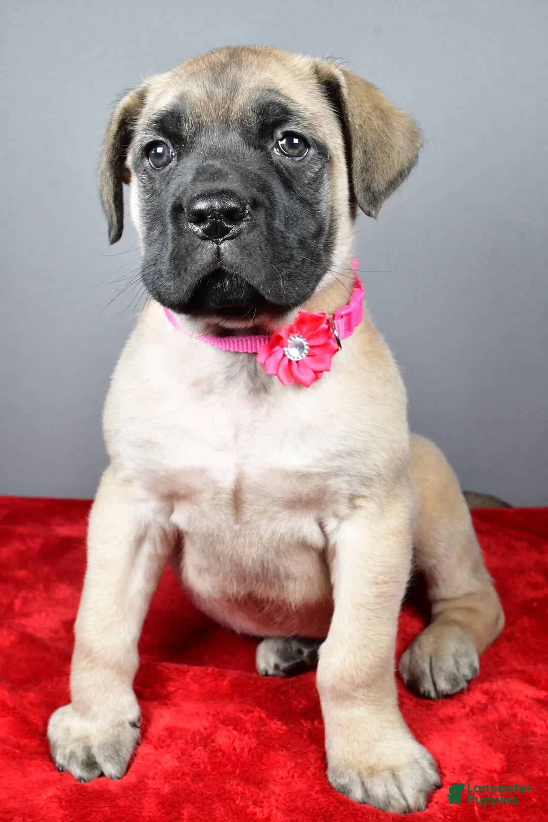 English Mastiff dogs for sale: Heidi - Ad 7