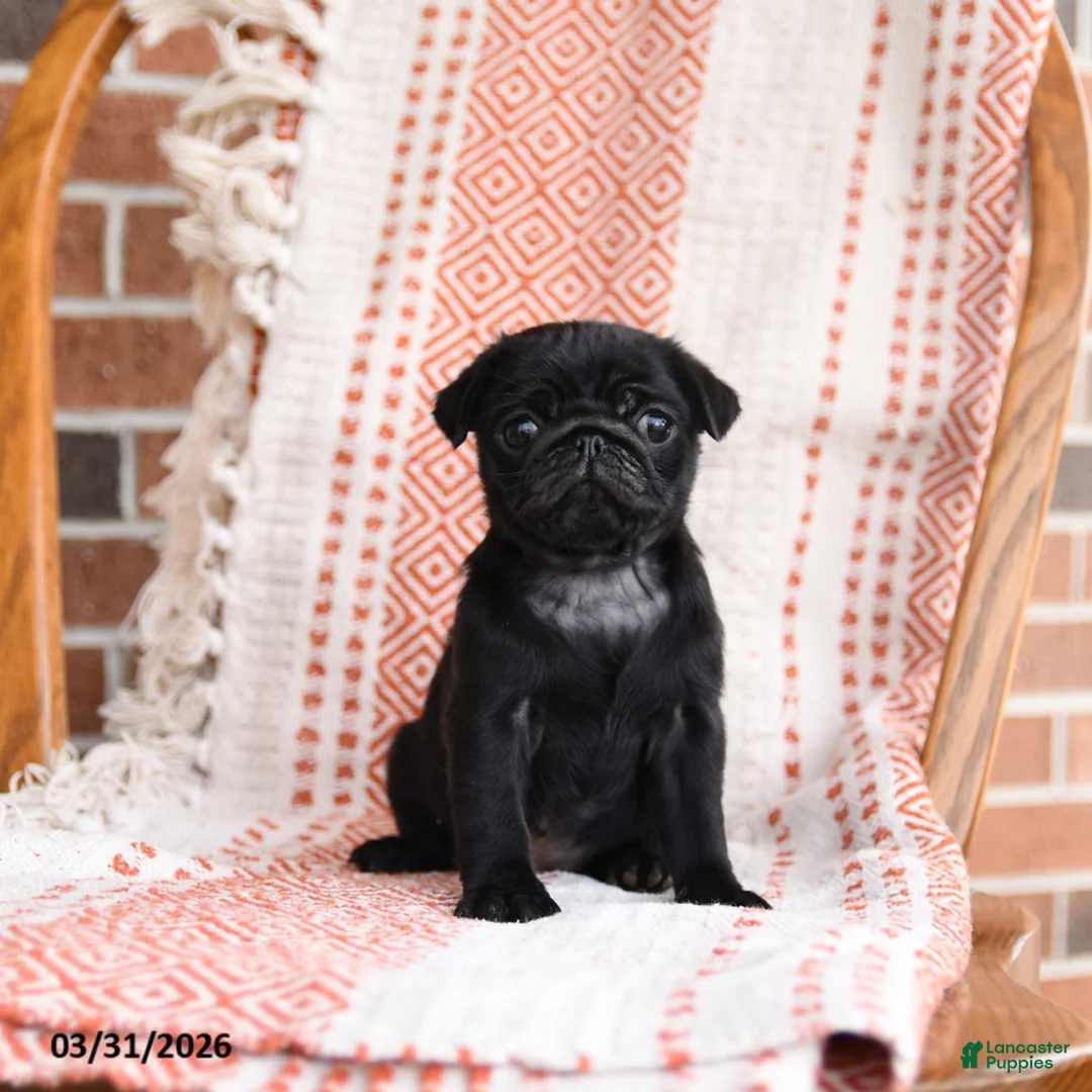 Pug dogs for sale: Opal - Ad 2