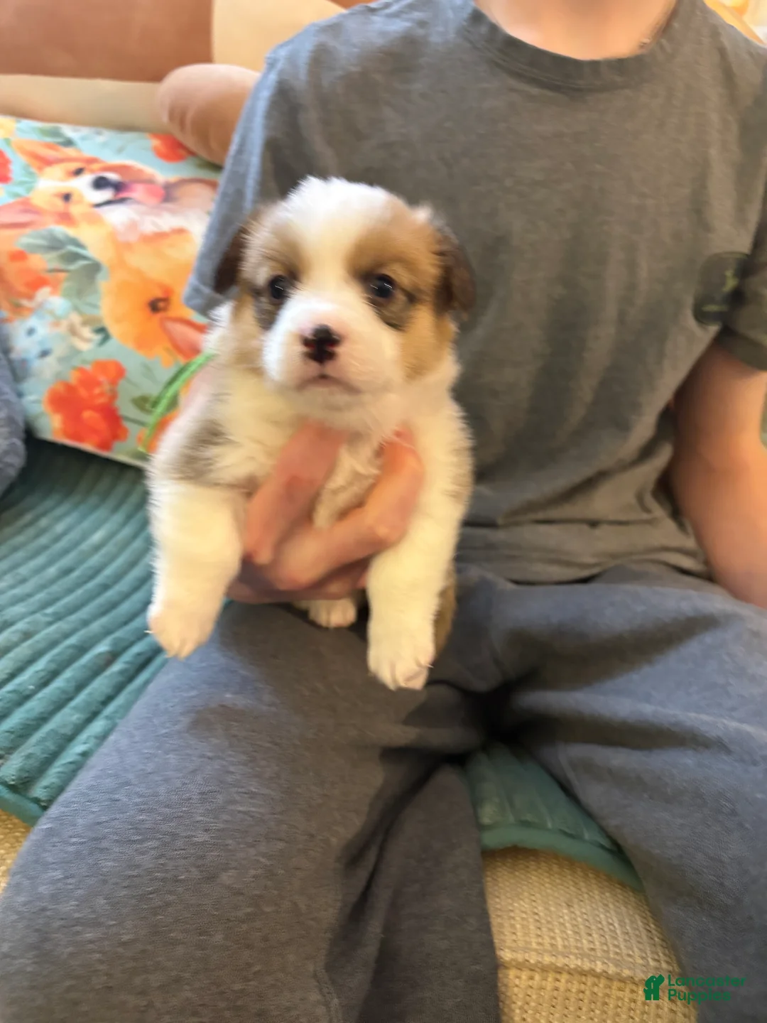 Welsh Corgi Pembroke dogs for sale: Welsh Corgi Pembroke Puppy 6 - Ad 1