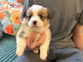 Welsh Corgi Pembroke dogs Welsh Corgi Pembroke Puppy 6 - Ad 35