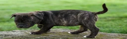 Staffordshire Bull Terrier dogs for sale: Melody 🎀 - Ad 7
