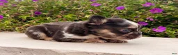 French Bulldog dogs for sale: Jackson - Ad 5