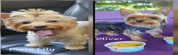 Yorkshire Terrier dogs for sale: Mouse CKC - Ad 7