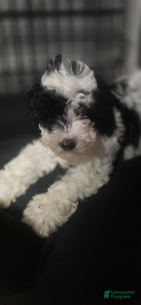 Cavapoo dogs Oreo - Ad 1