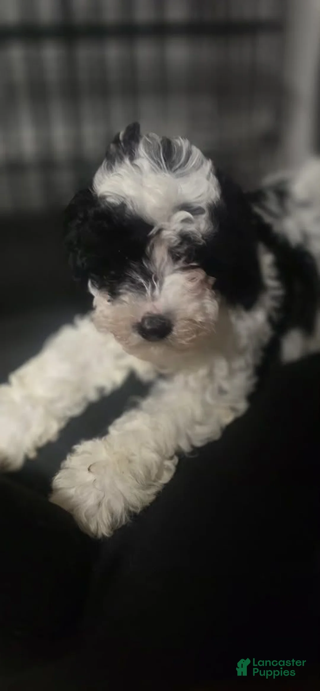 Cavapoo dogs for sale: Oreo - Ad 1