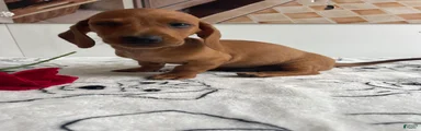 Woody