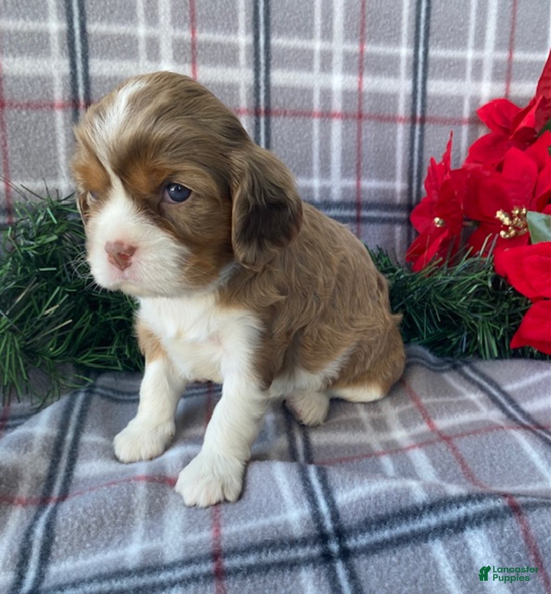 Cavalier King Charles Spaniel dogs for sale: Joy - Ad 4