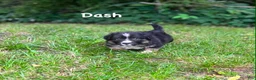 Welsh Corgi Cardigan dogs for sale: Dash- Fluffy - Ad 3