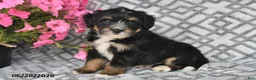 Mini Bernedoodle dogs for sale: Trent - Ad 6
