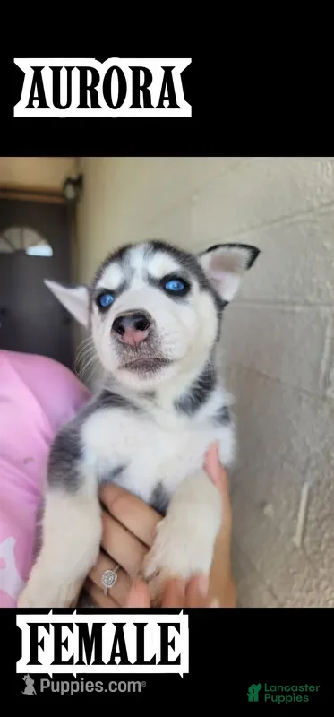 Siberian Husky dogs Aurora - Ad 4