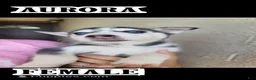 Siberian Husky dogs for sale: Aurora - Ad 1