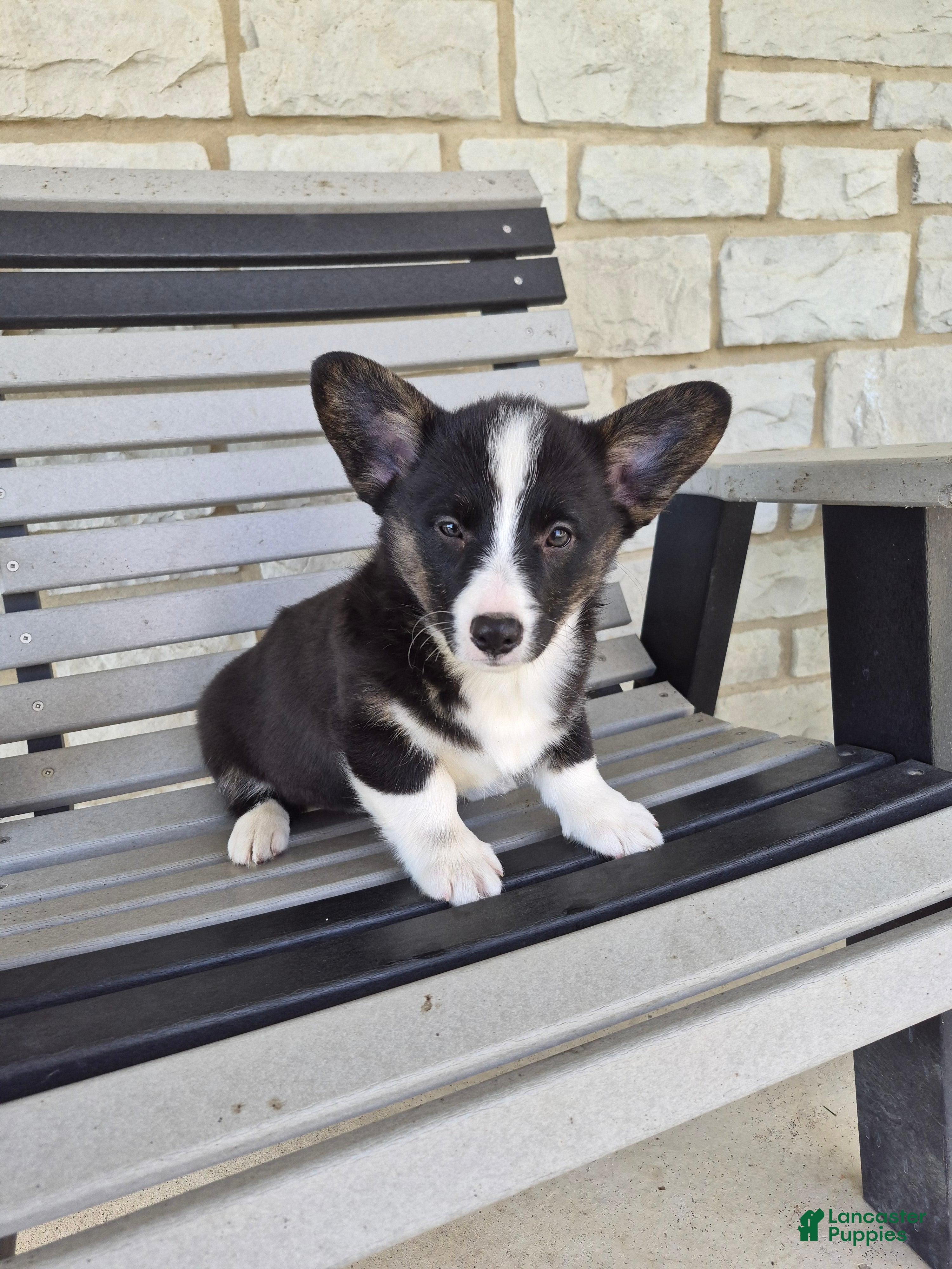 Welsh Corgi Pembroke dogs for sale: Sophie - Ad 1