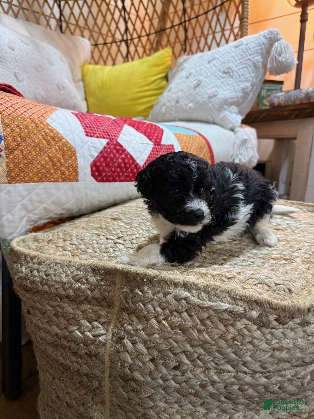 Cavapoo dogs for sale: Chase - Ad 3