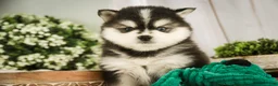 Pomsky dogs for sale: Sterling - Ad 6