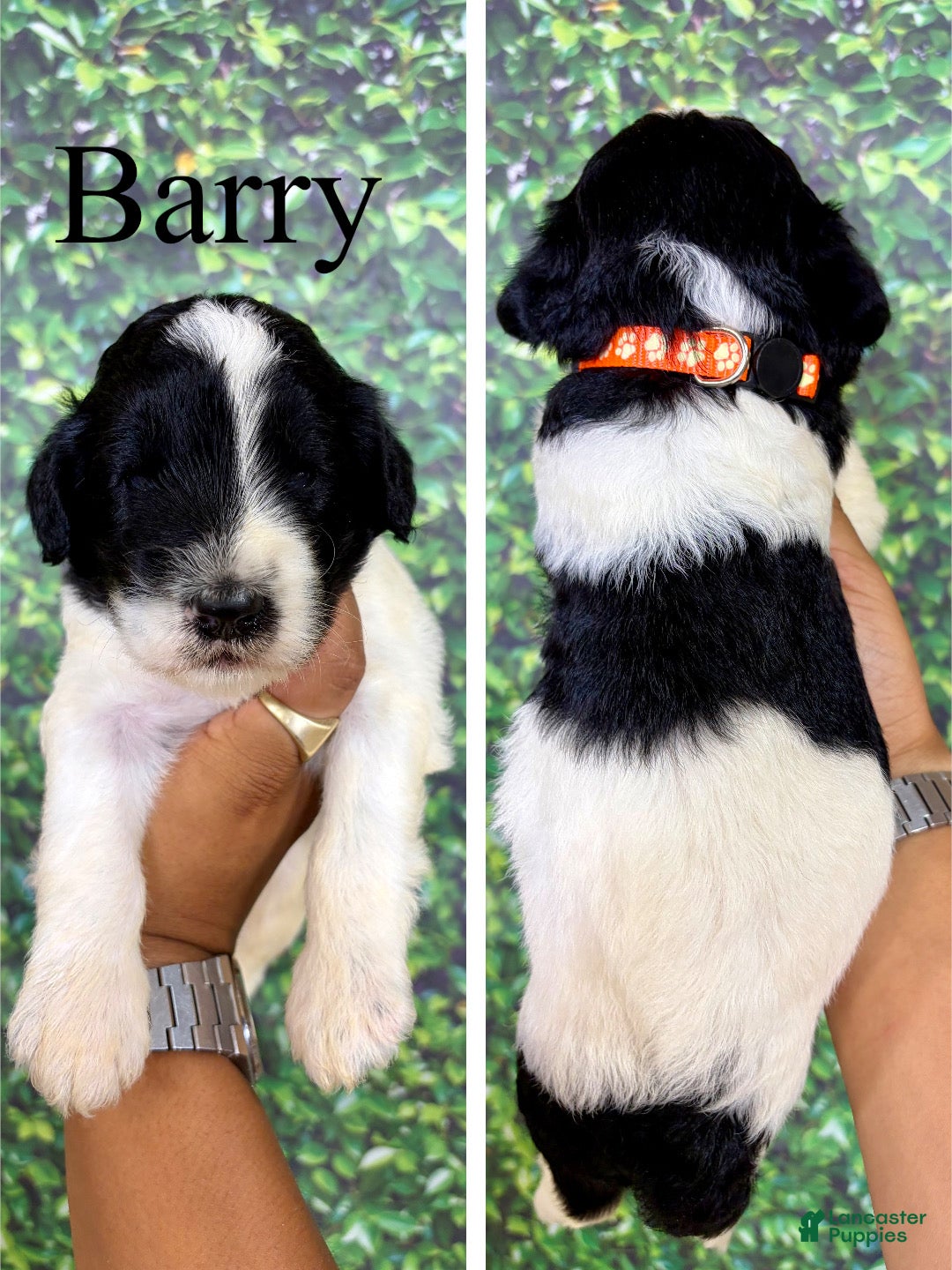 Saint Berdoodles dogs Barry - Ad 1