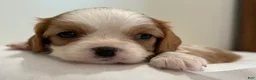 Cavalier King Charles Spaniel dogs for sale: Loyal Cavalier King Charles Spaniel  - Ad 10