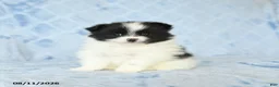 Pomeranian dogs for sale: Carly - Ad 4