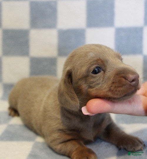 Miniature Dachshund dogs Sonic - Ad 1
