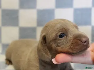 Miniature Dachshund dogs for sale: Sonic - Ad 3