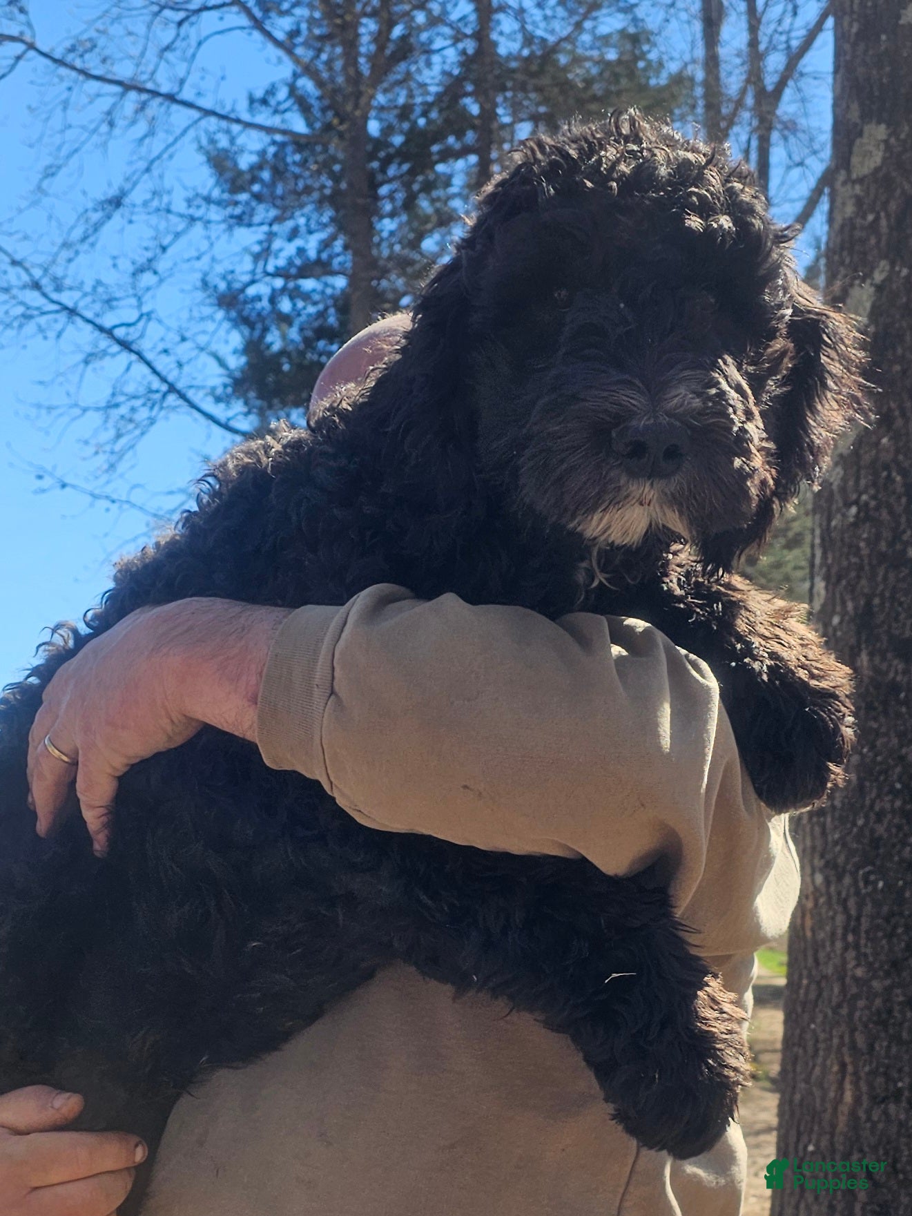 Goldendoodle dogs Dexter - Ad 8