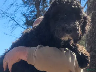 Goldendoodle dogs Dexter - Ad 8