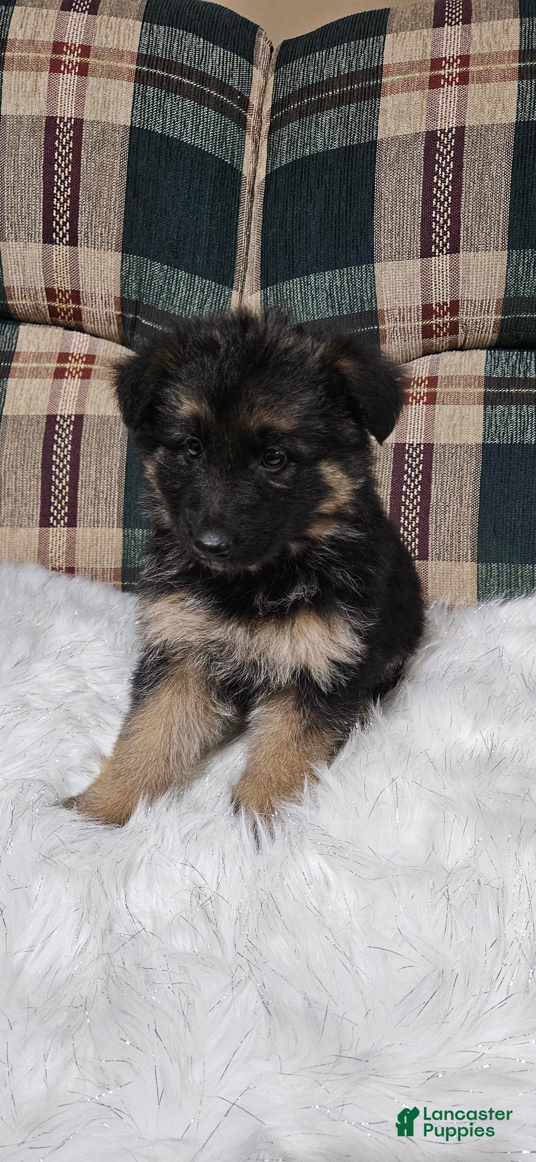 German Shepherd dogs for sale: Chloe - Ad 1