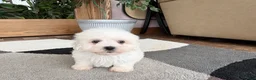 Mixed Breed dogs for sale: Lhasa/Coton male 3 - Ad 3