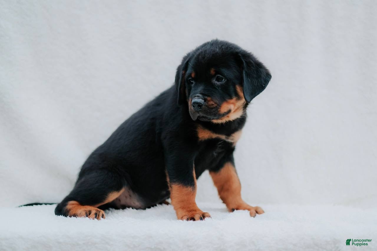 Rottweiler dogs Rottweiler 4 - Ad 2