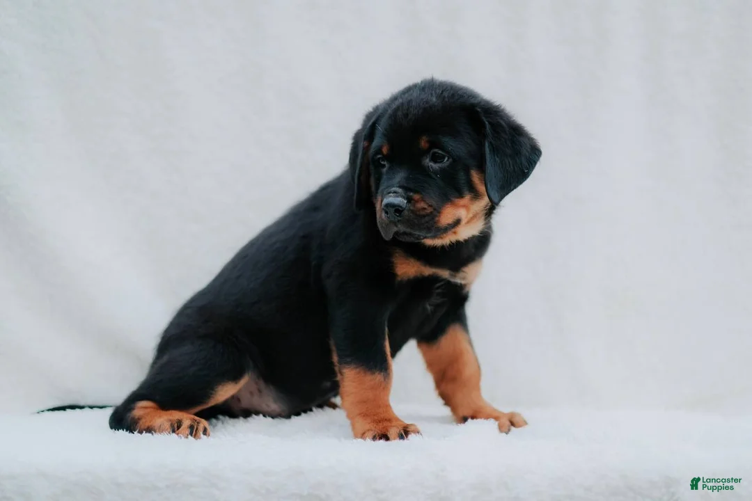 Rottweiler dogs for sale: Rottweiler 4 - Ad 2