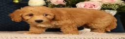 Bichpoo dogs for sale: Jasper - Ad 4