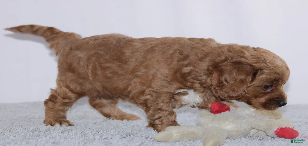 Gallery Image {{count}}