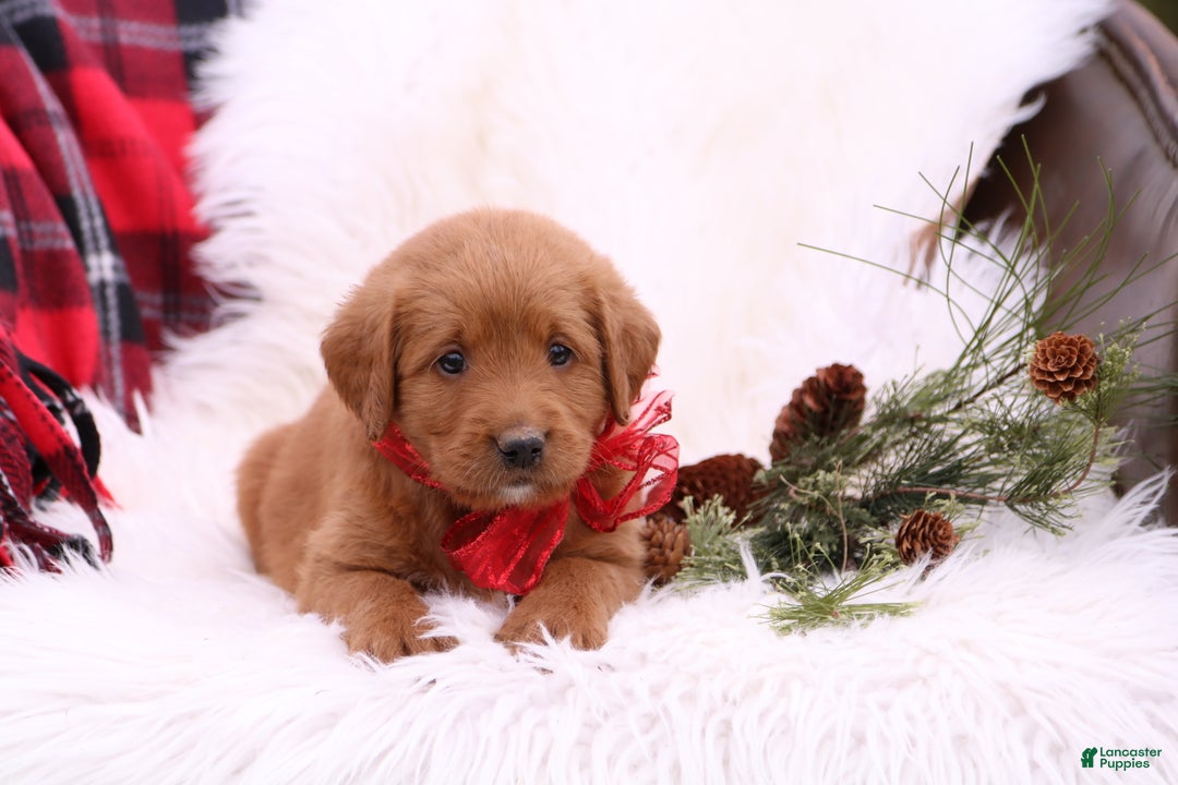 Labradoodle dogs for sale: Tessa - Ad 3