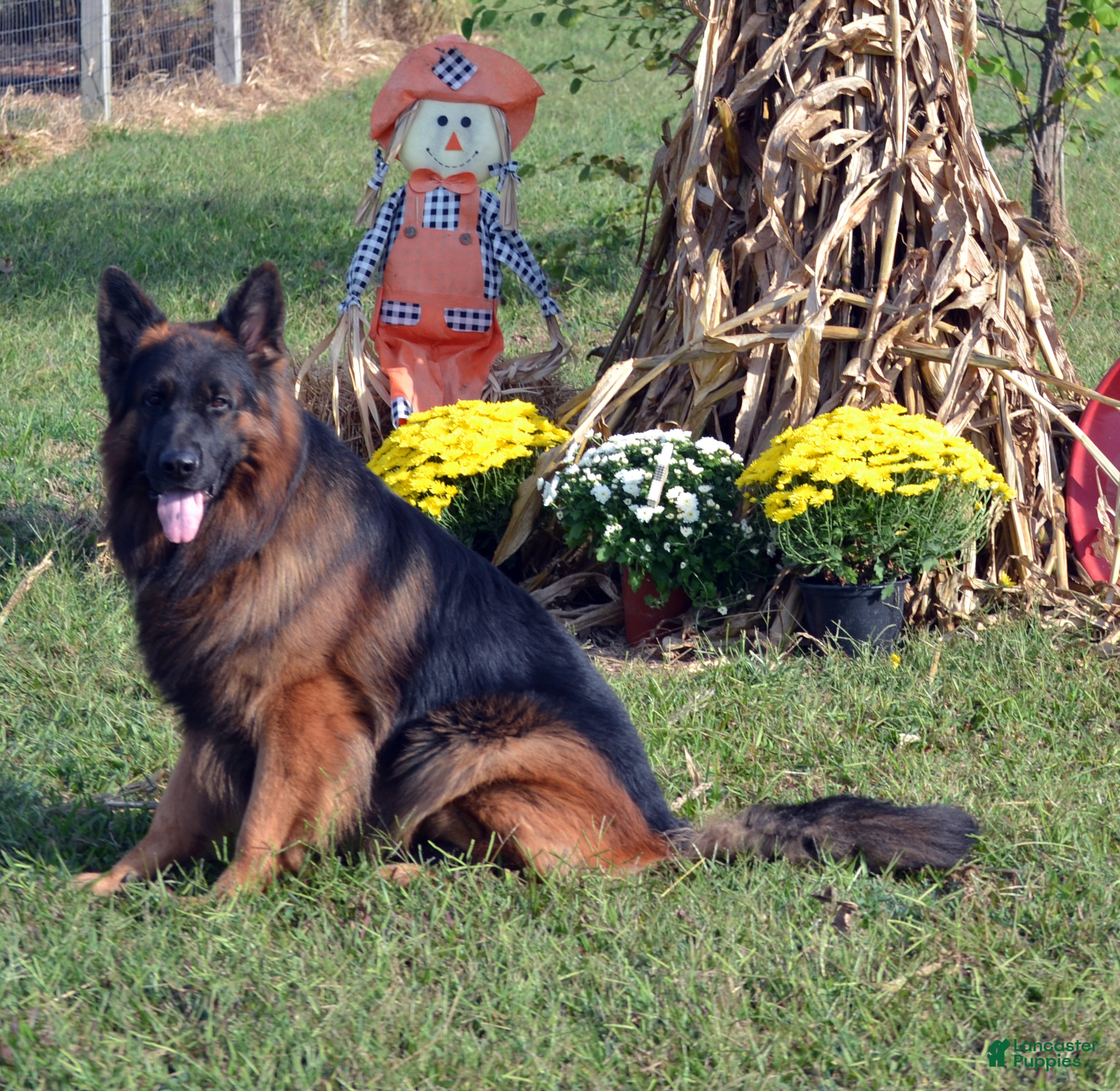 German Shepherd dogs German Shepherd 2 - Ad 40