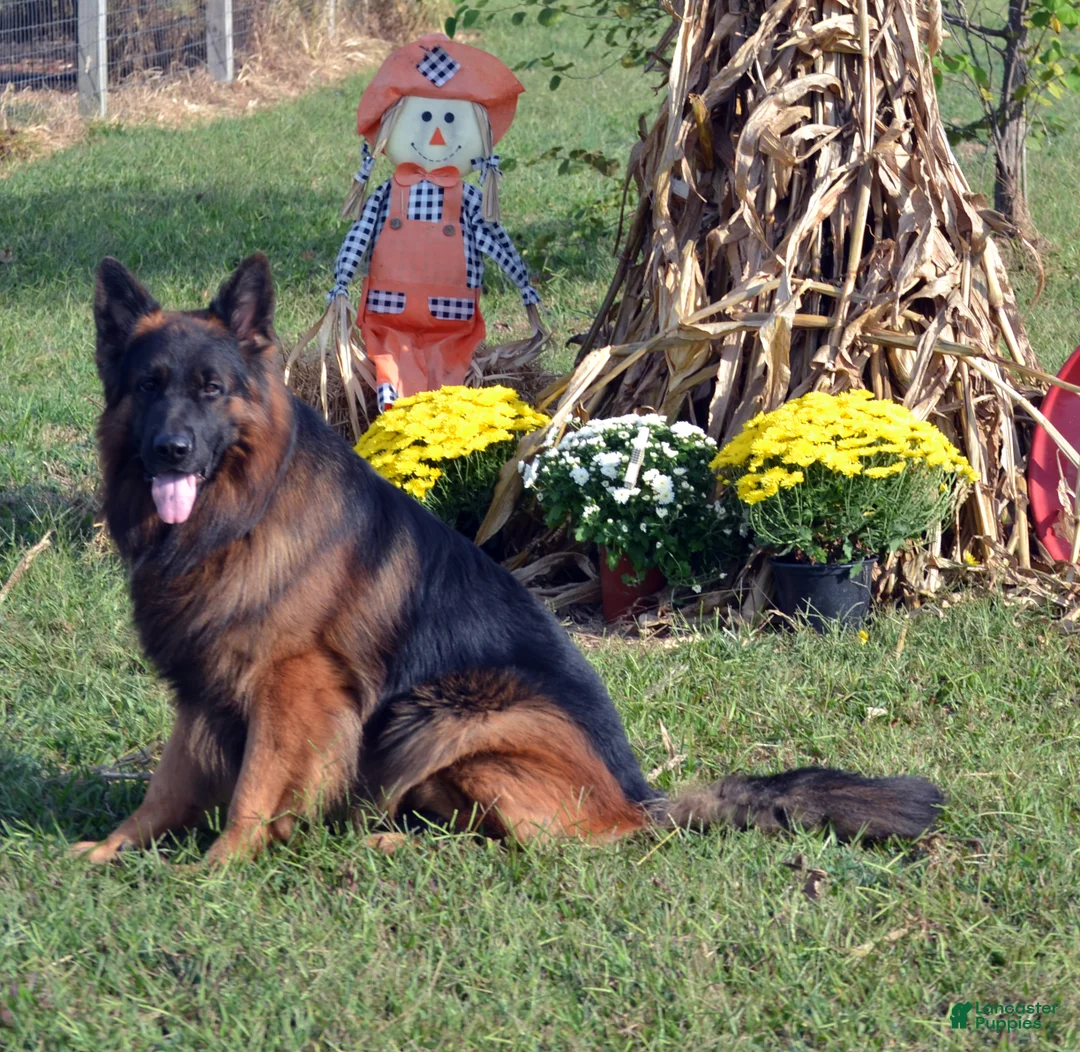 German Shepherd dogs for sale: German Shepherd 2 - Ad 1