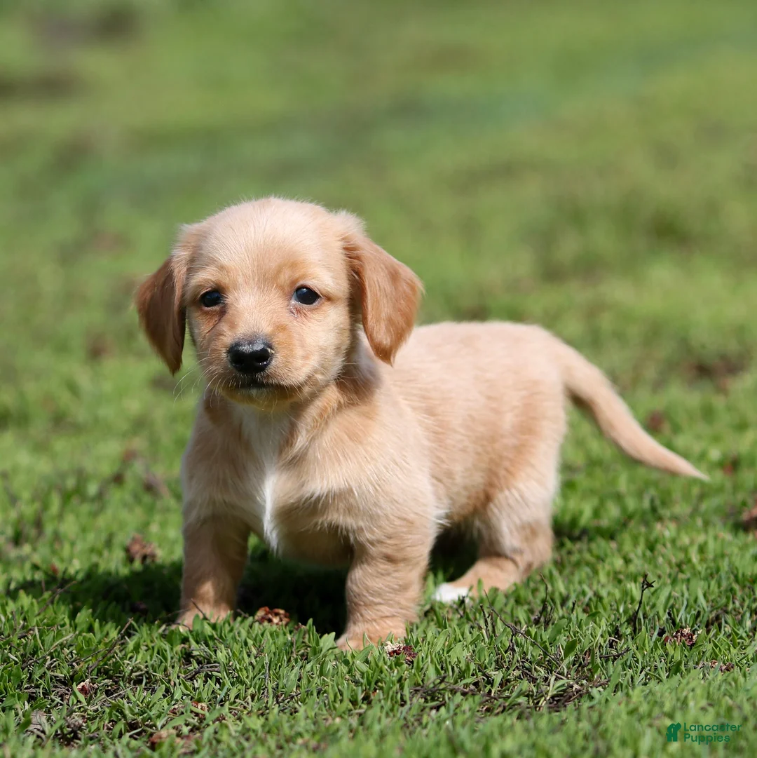 Miniature Dachshund dogs for sale: Paisley Miniature Dachshund Puppy  - Ad 2