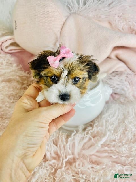 Yorkshire Terrier dogs Yorkshire Terrier Puppy 1 - Ad 33