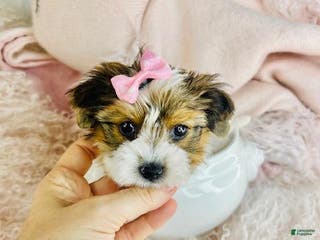 Yorkshire Terrier dogs Yorkshire Terrier Puppy 1 - Ad 33