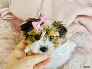 Yorkshire Terrier dogs Yorkshire Terrier Puppy 1 - Ad 28