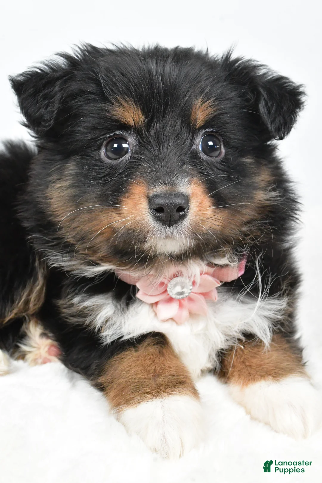 Miniature Australian Shepherd dogs for sale: Lilac - Ad 7