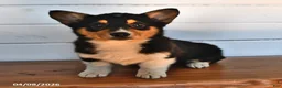 Welsh Corgi Pembroke dogs for sale: Honey - Ad 3