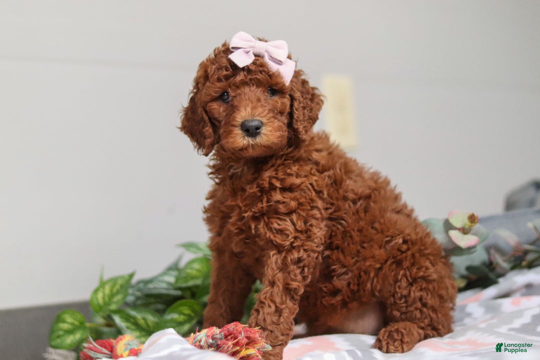 Standard Poodle dogs for sale: Winnie AKC - Ad 5