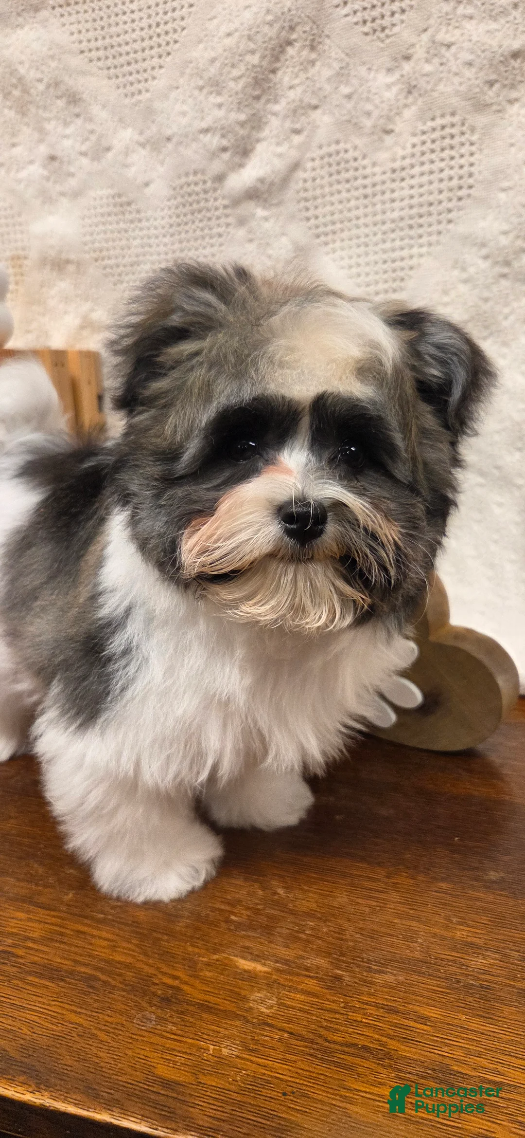 Havanese dogs for sale: Tin Tin - Ad 4