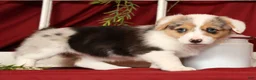 Welsh Corgi Pembroke dogs for sale: Teresa - Ad 8