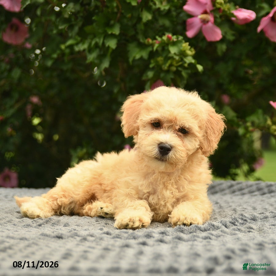 Mixed Breed dogs Adam  - Ad 2